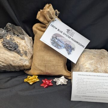 Grow-your-own Black Oyster mushroom