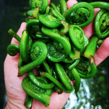 Fiddleheads