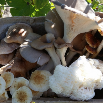 Dried Mushroom Medley