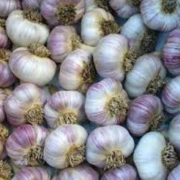 Garlic, Large - Bulb