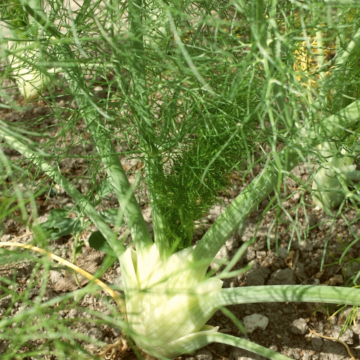 Fennel | Dalew Farms