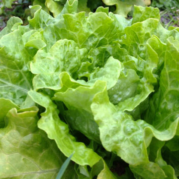Lettuce, Green Leaf | Pfenning's Ontario Organic