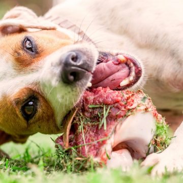 Bison Du Nord | Pet Food - Grass-Fed Bison Trimmings (no bones)