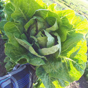 Romaine Leaf Lettuce | Pfenning's Organic (ONTARIO)