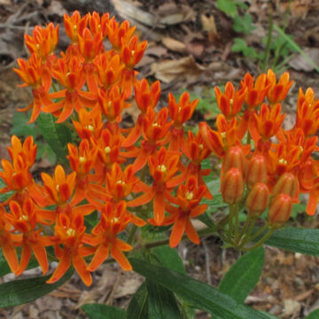Butterfly Milkweed Seeds