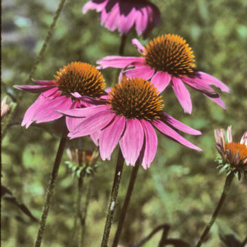 Purple Coneflower Seeds