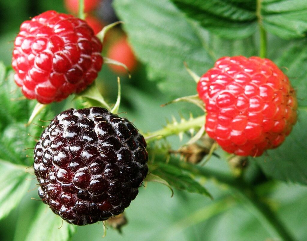 Thimbleberry/ Black Cap Raspberry Seeds Click Fork