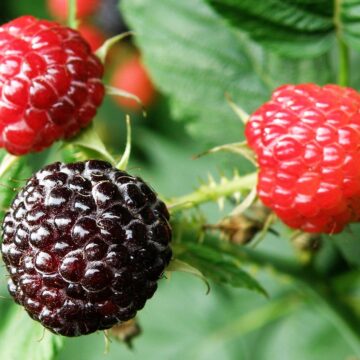 Thimbleberry/ Black Cap Raspberry Seeds