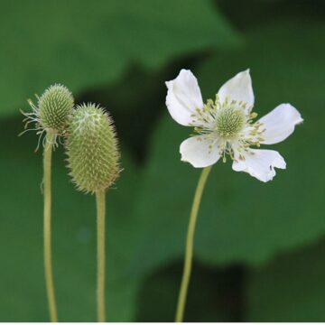 Thimbleweed Seeds