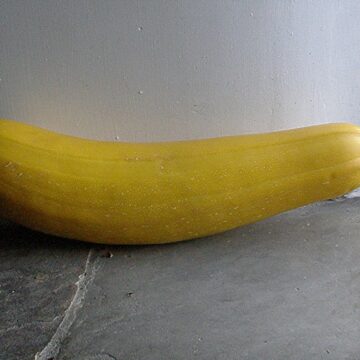 Yellow Zucchini - LARGE (Gerber Produce)