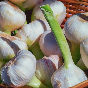 Garlic | Pfenning's Ontario Organic