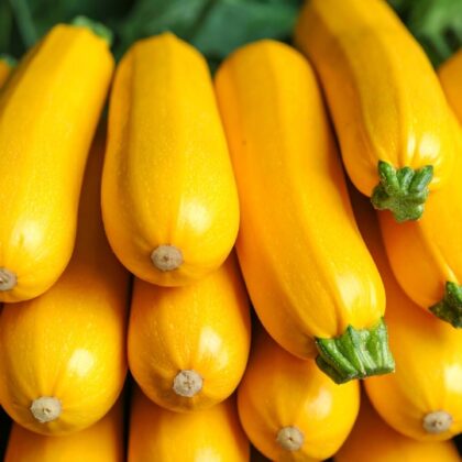 Yellow Zucchini - small to medium | Gerber Produce