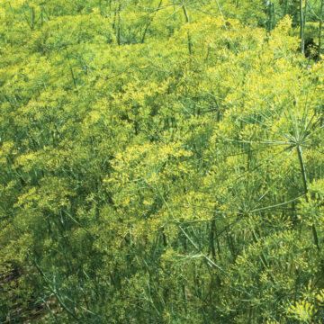 Herbs, Fresh Large Dill (Gerber Produce)