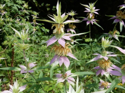 Wild Tea Seed Collection - Image 2