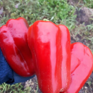Sweet Bell Pepper, Large Red | Dalew Farms
