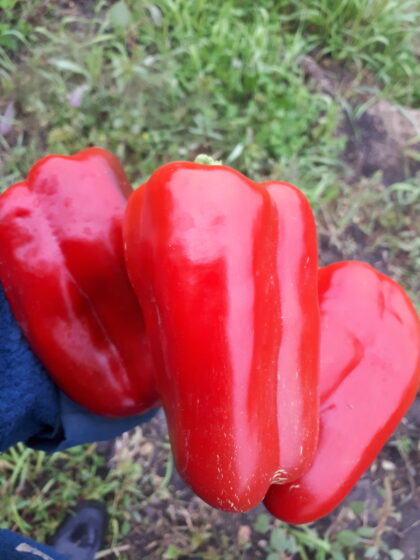 Sweet Bell Pepper, Large Red | Dalew Farms