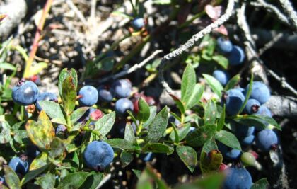 Wild Lowbush Blueberry Seeds - Image 2