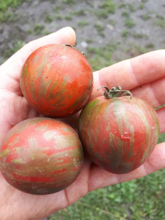 Organic Seed - Violet Jasper Tomato