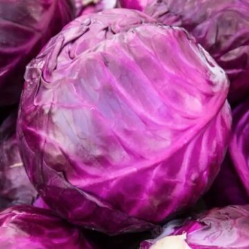 Cabbage, Red | Pfenning's Ontario Organic
