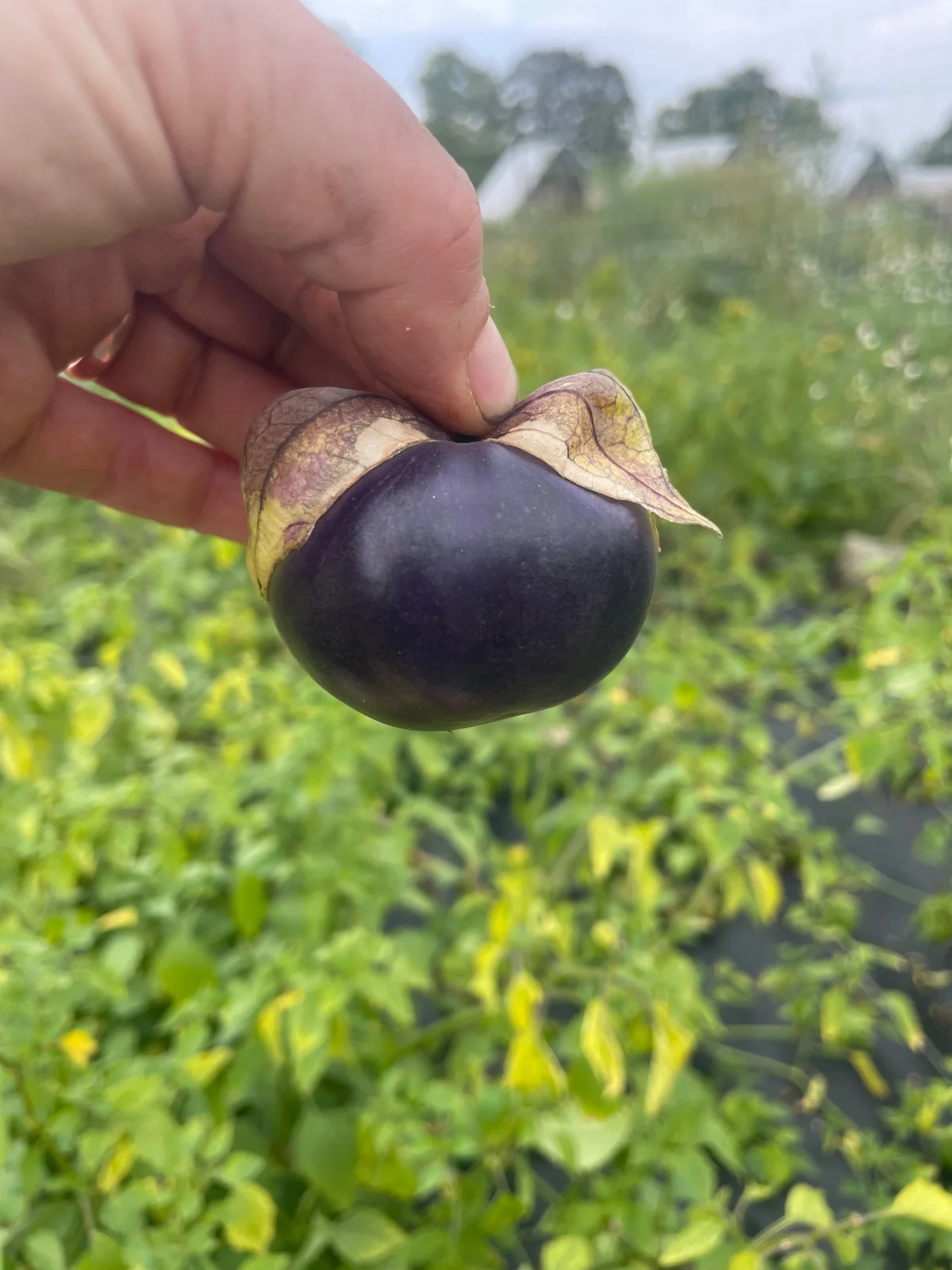 Organic Seed - Tomatillo Purple Blush