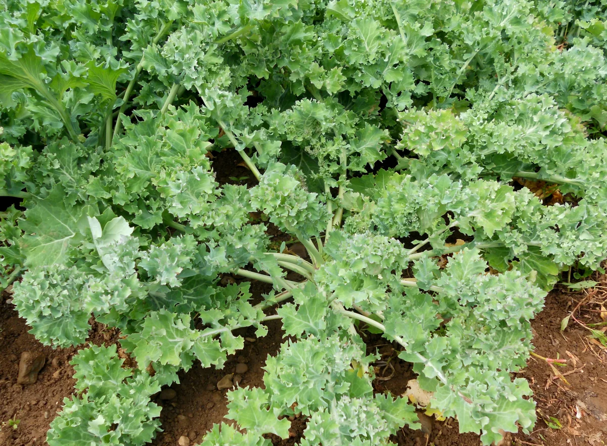 Organic Seed - Westlander Kale