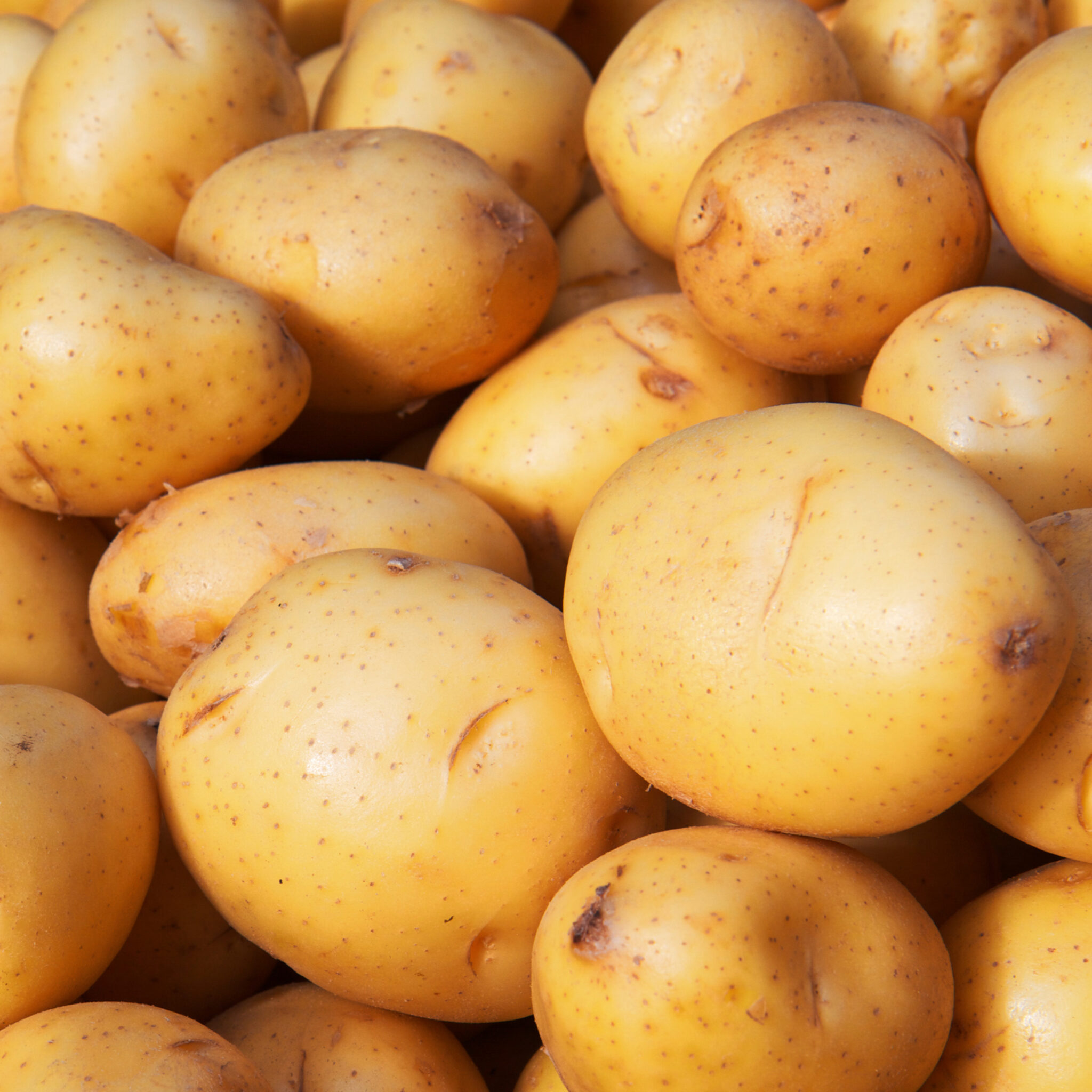 Potatoes, YUKON GOLD Click Fork