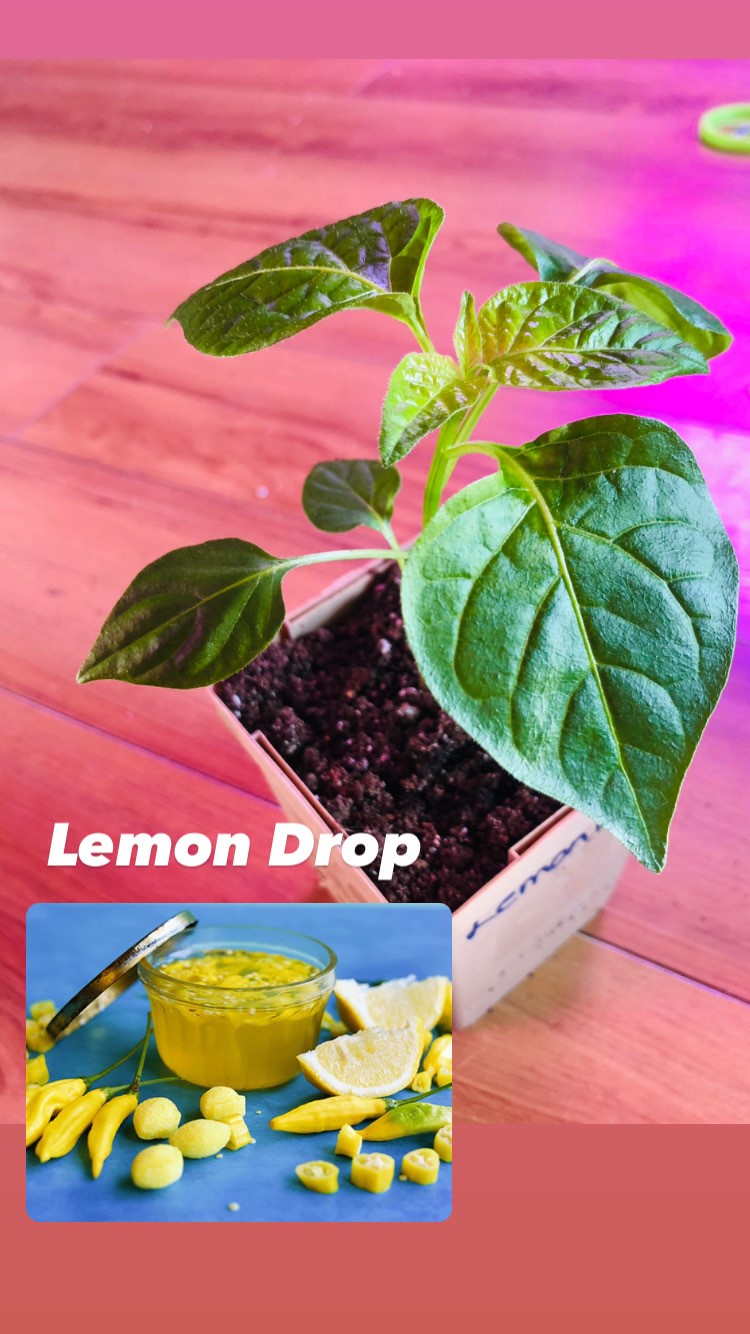 Lemon Drop Hot Pepper Click Fork