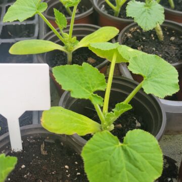 Zucchini Seedlings | The Steadfast Farm *PRE-ORDER FOR LATE MAY