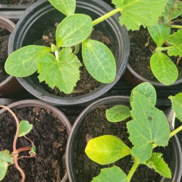 Seedlings - Birdhouse Ghourd | The Steadfast Farm