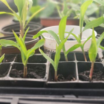 Corn Seedlings | The Steadfast Farm *PRE-ORDER FOR LATE MAY
