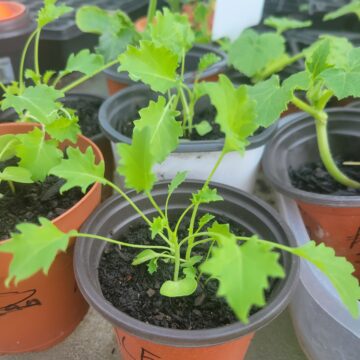 Kale Seedlings | The Steadfast Farm *PRE-ORDER FOR LATE MAY