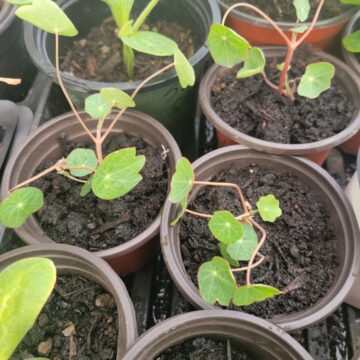 Nasturtium Seedlings | The Steadfast Farm *PRE-ORDER FOR LATE MAY