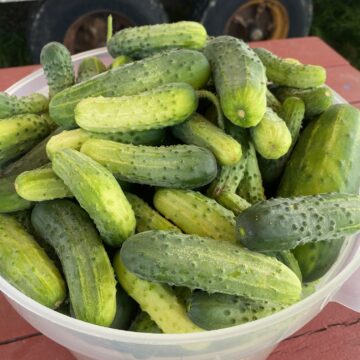 Pickling Cucumbers | Dalew Farms