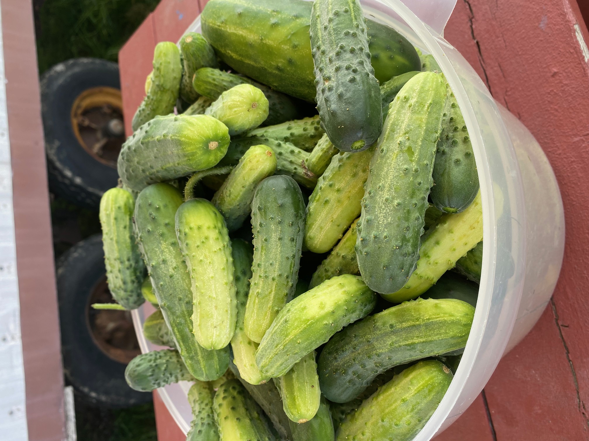 Bulk Pickling Cucumbers Click Fork