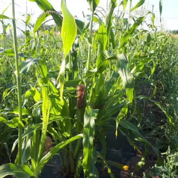 Organic Seed - Simonet Corn