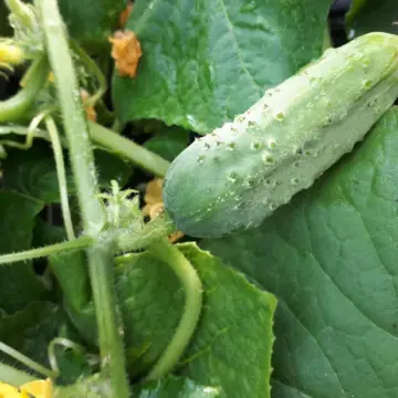 Organic Seed - Cucumber, Parisian Pickling