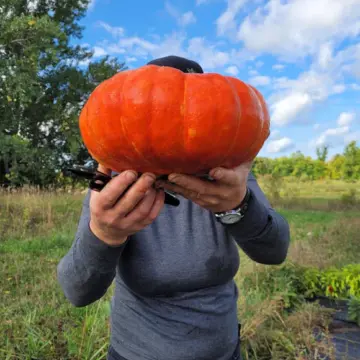 Organic Seed - Rouge de Vif Squash