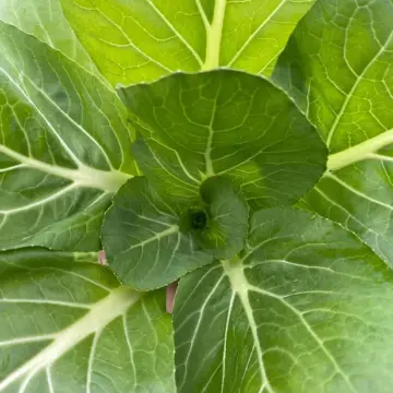 Organic Seed - Shangai Pac Choi