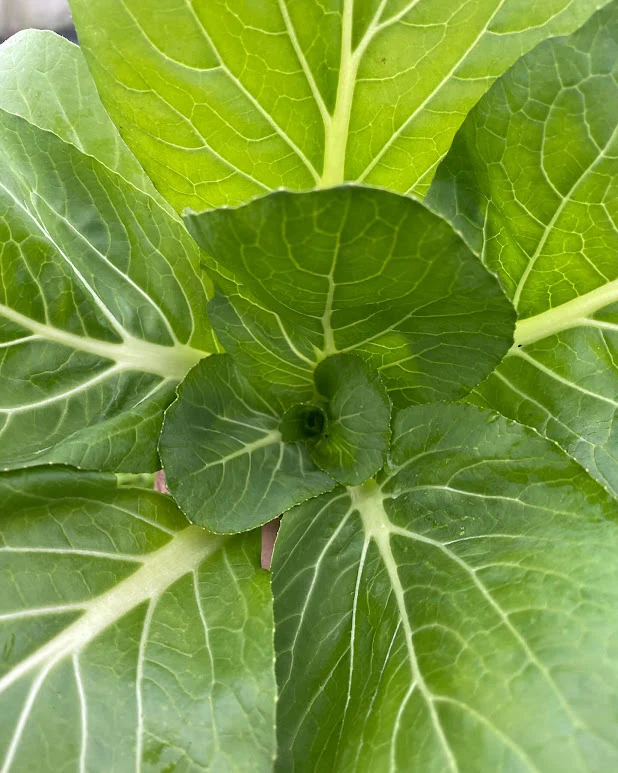 Organic Seed - Shangai Pac Choi