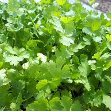 Organic Seed - Caribe Cilantro