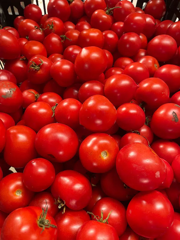 Organic Seed - Slicing Tomato, Early Williamette
