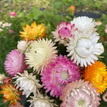 Organic Seed - Strawflower, SHOWY MIX