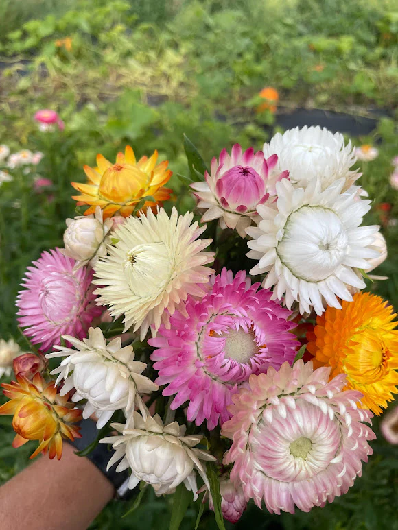 Organic Seed - Strawflower, SHOWY MIX