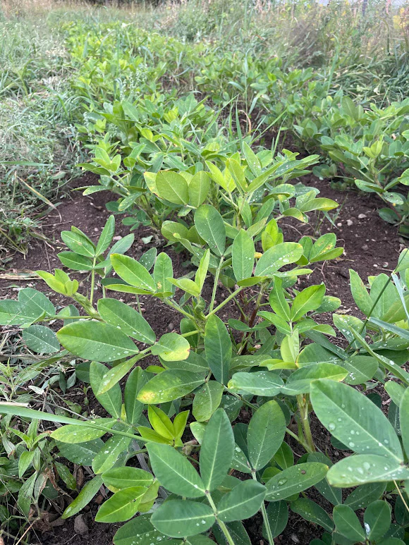 Organic Seed - Valencia Peanut