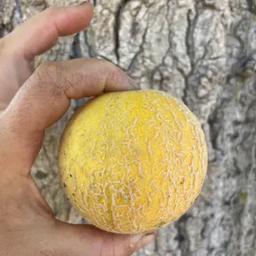 Organic Seed - Minnesota Mini Melon