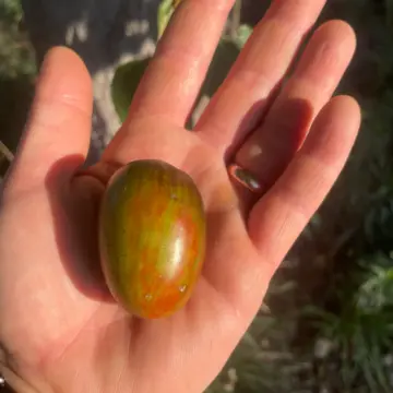 Organic Seed - Cherry Tomato, Atomic Grape