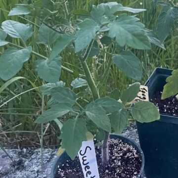 Seedlings - Cherry Tomatoes, Sweetie  | *PRE-ORDER FOR LATE MAY