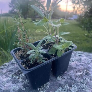 Seedlings - Herb Mix (Oregano, Thyme, Sage, and Rosemary) | *PRE-ORDER FOR LATE MAY