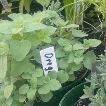 Seedlings - Oregano | *PRE-ORDER FOR LATE MAY