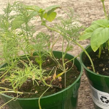 Seedlings - Dill *PRE-ORDER FOR LATE MAY